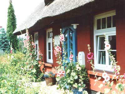 Eingang zur grossen Ferienwohnung. Blühende Stockrosen prägen im Sommer das Bild. Der Darsser Teekaten - Eingang der grossen Ferienwohnung. Im Sommer mit blühenden Stockrosen